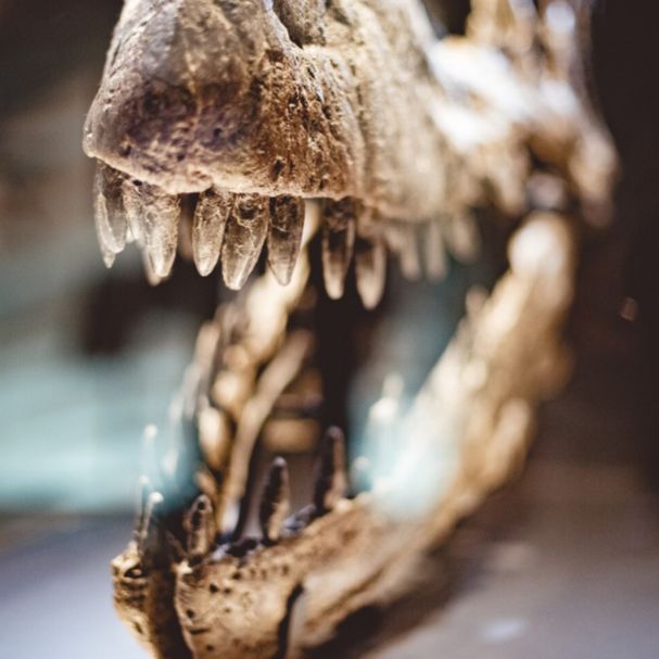 Wystawy archeologiczne